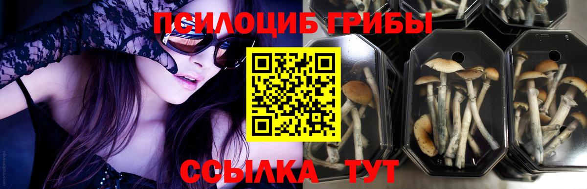 Галлюциногенные грибы Psilocybe Петровск